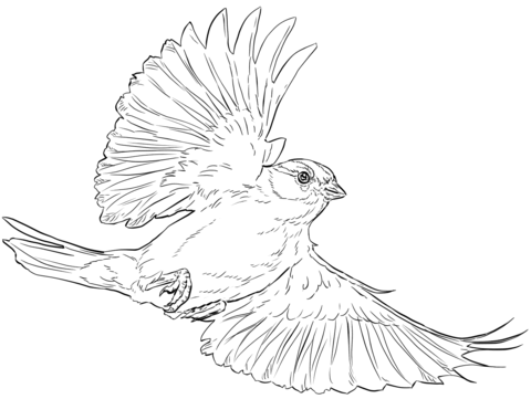 Chipping Sparrow In Flight Coloring Page